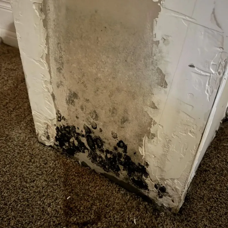 Professional Mold Removal in Lee County, MS